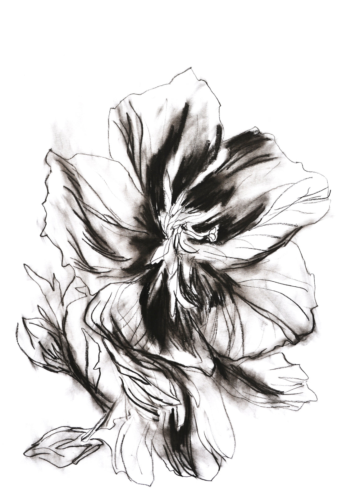 Hibiscus 2
