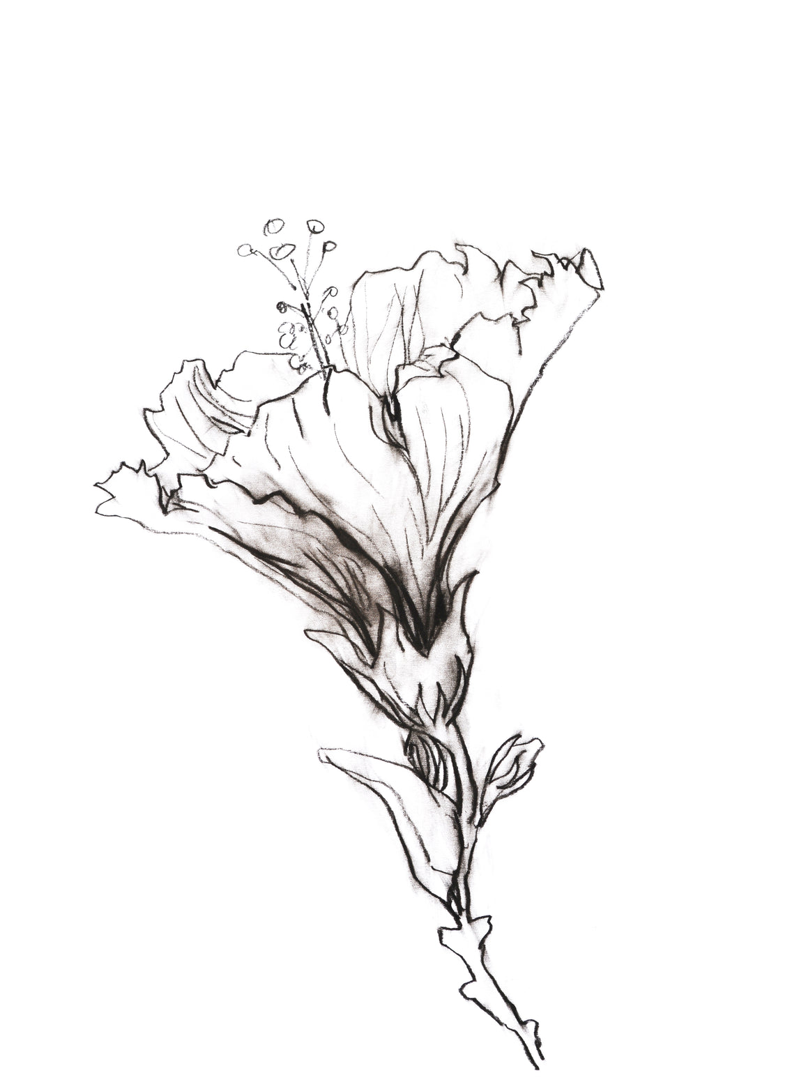 Hibiscus 3