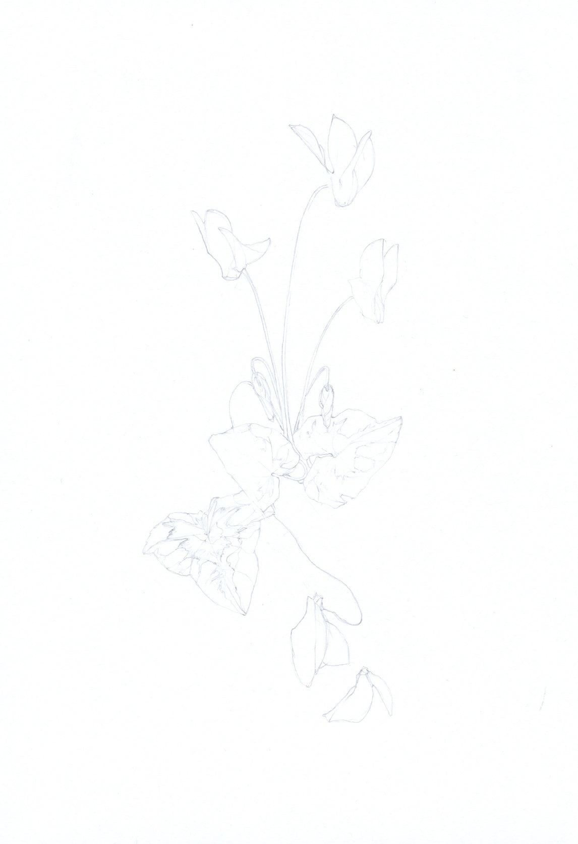 Cyclamen