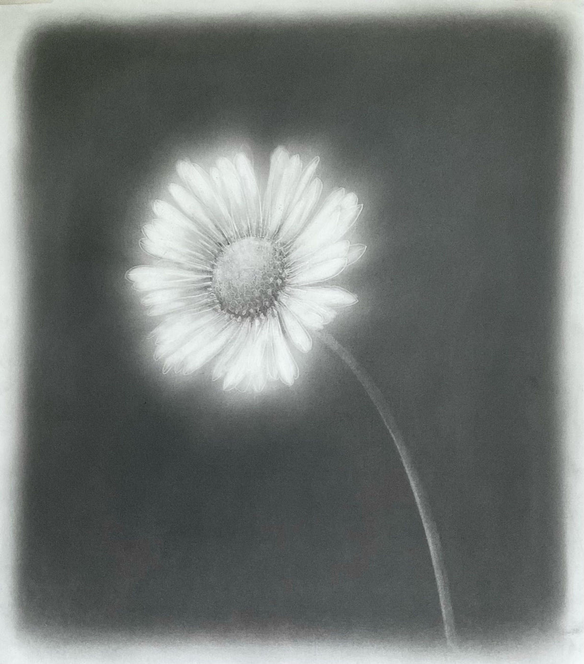 Daisy 1