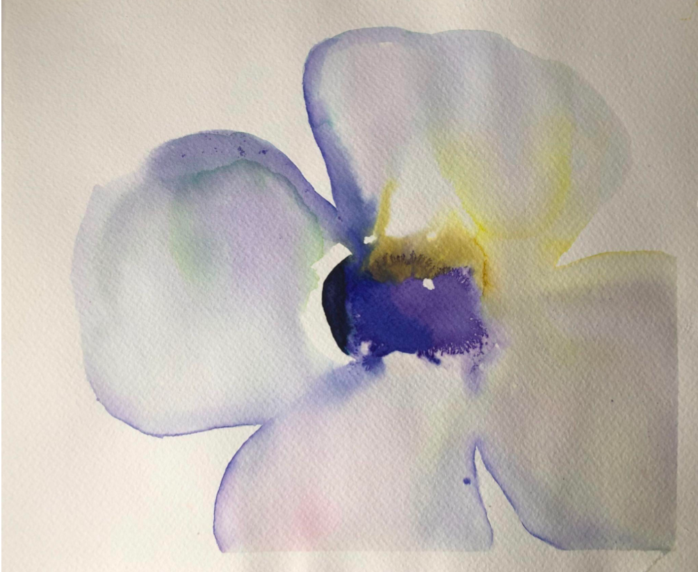 Single Pale Violet Anemone