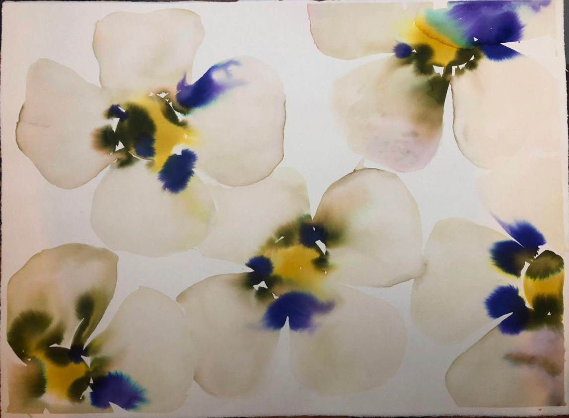 Intense Pansies Multi