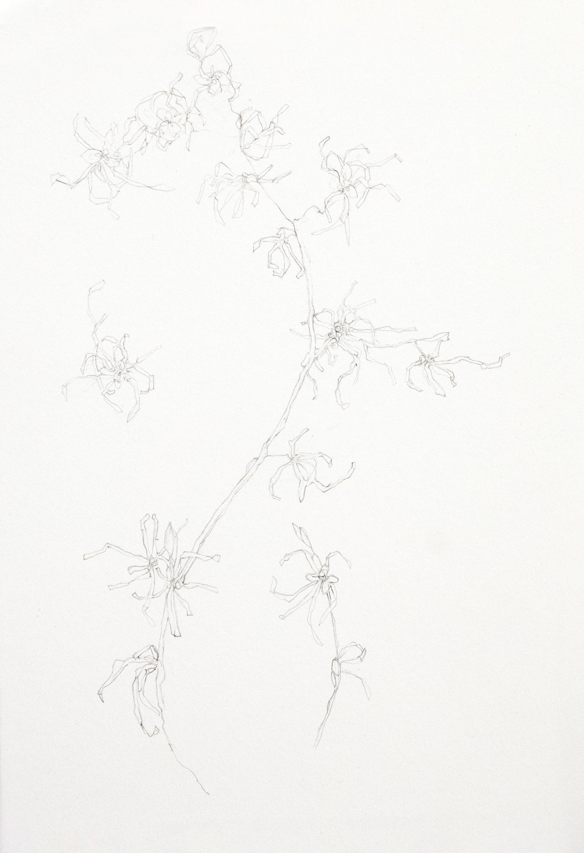 Hamamelis - Witch Hazel