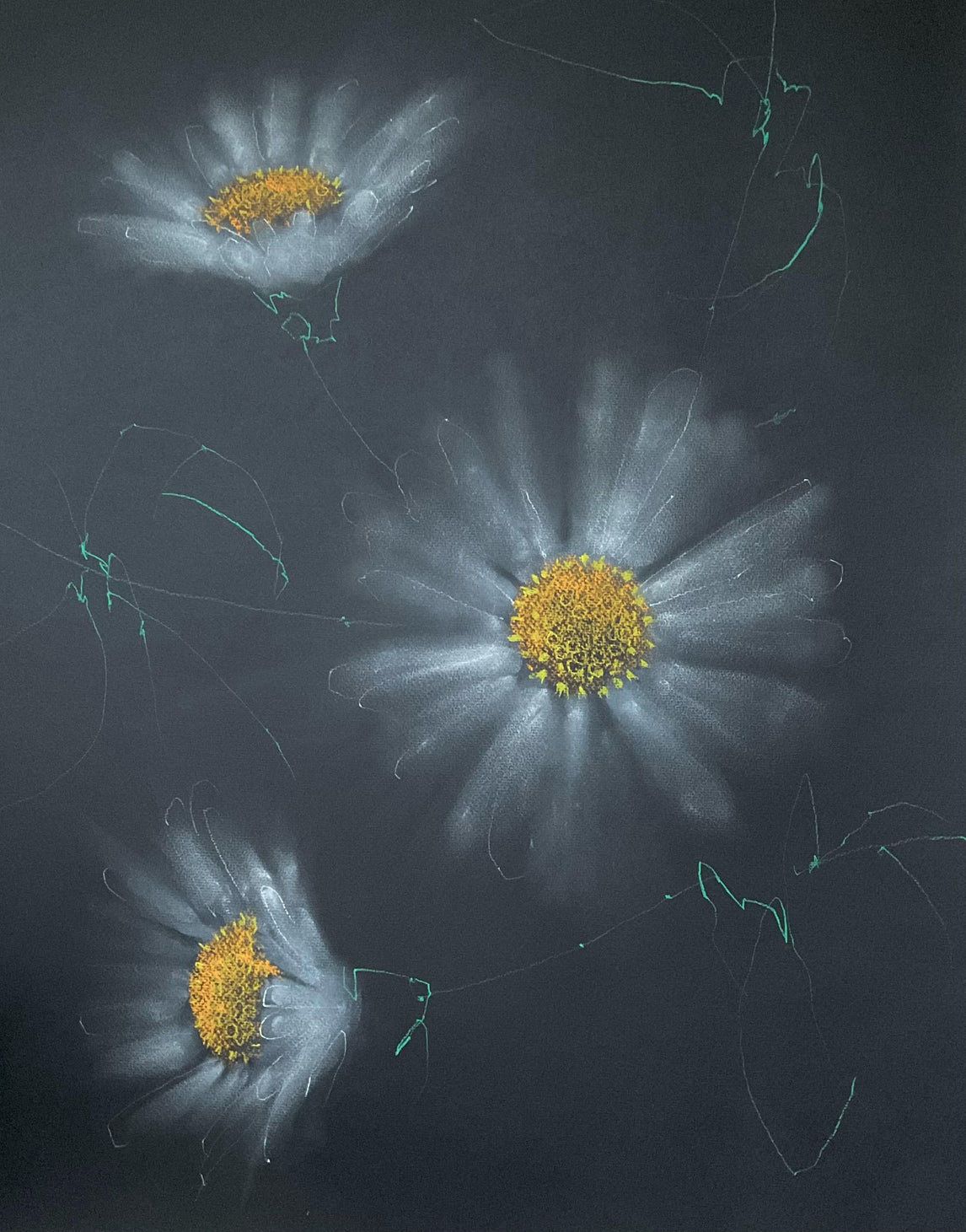 Daises