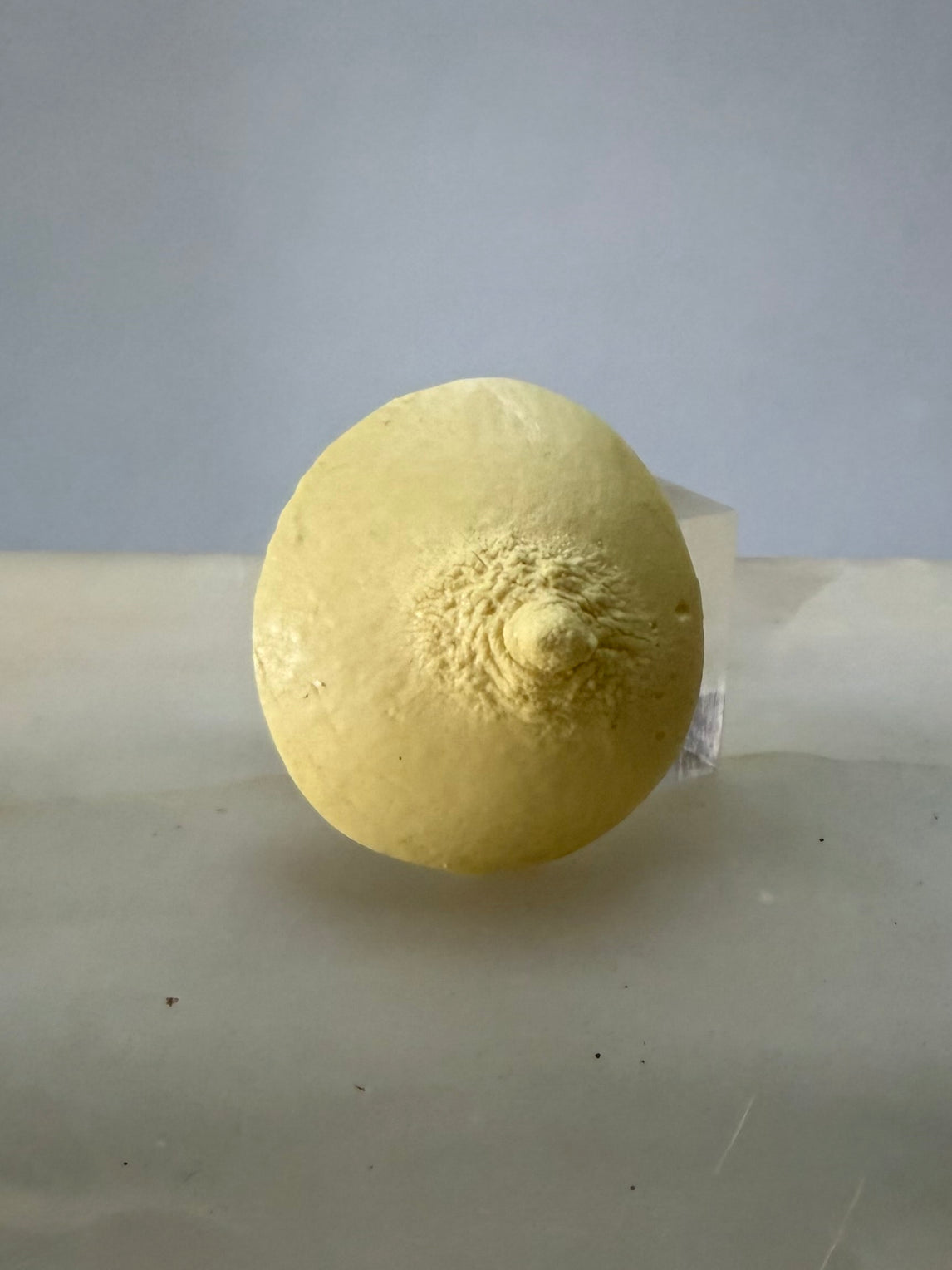 SHOWstudio 25th Anniversary Box Set