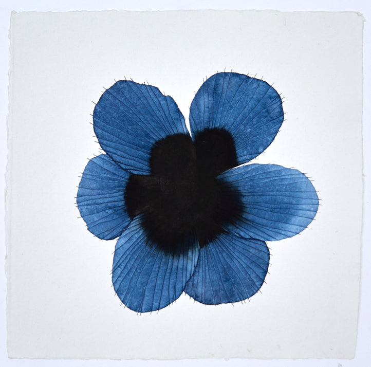 Blue Pansy