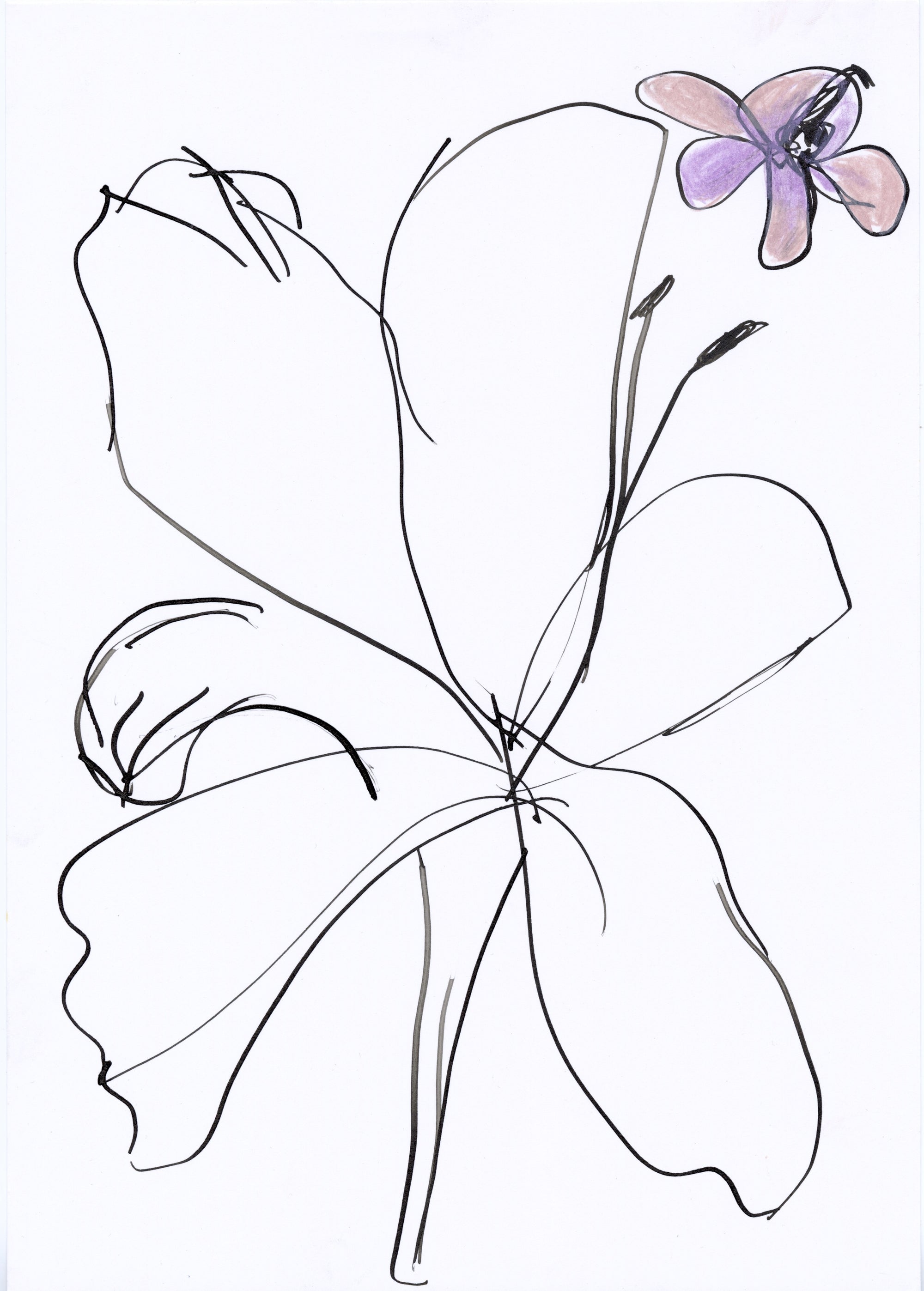 FLORAL 3 SHOWstudio FLORAL 3 SHOWstudio