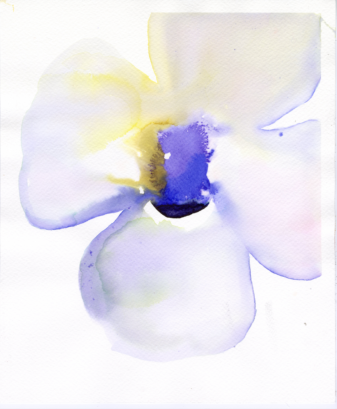 Single Pale Violet Anemone