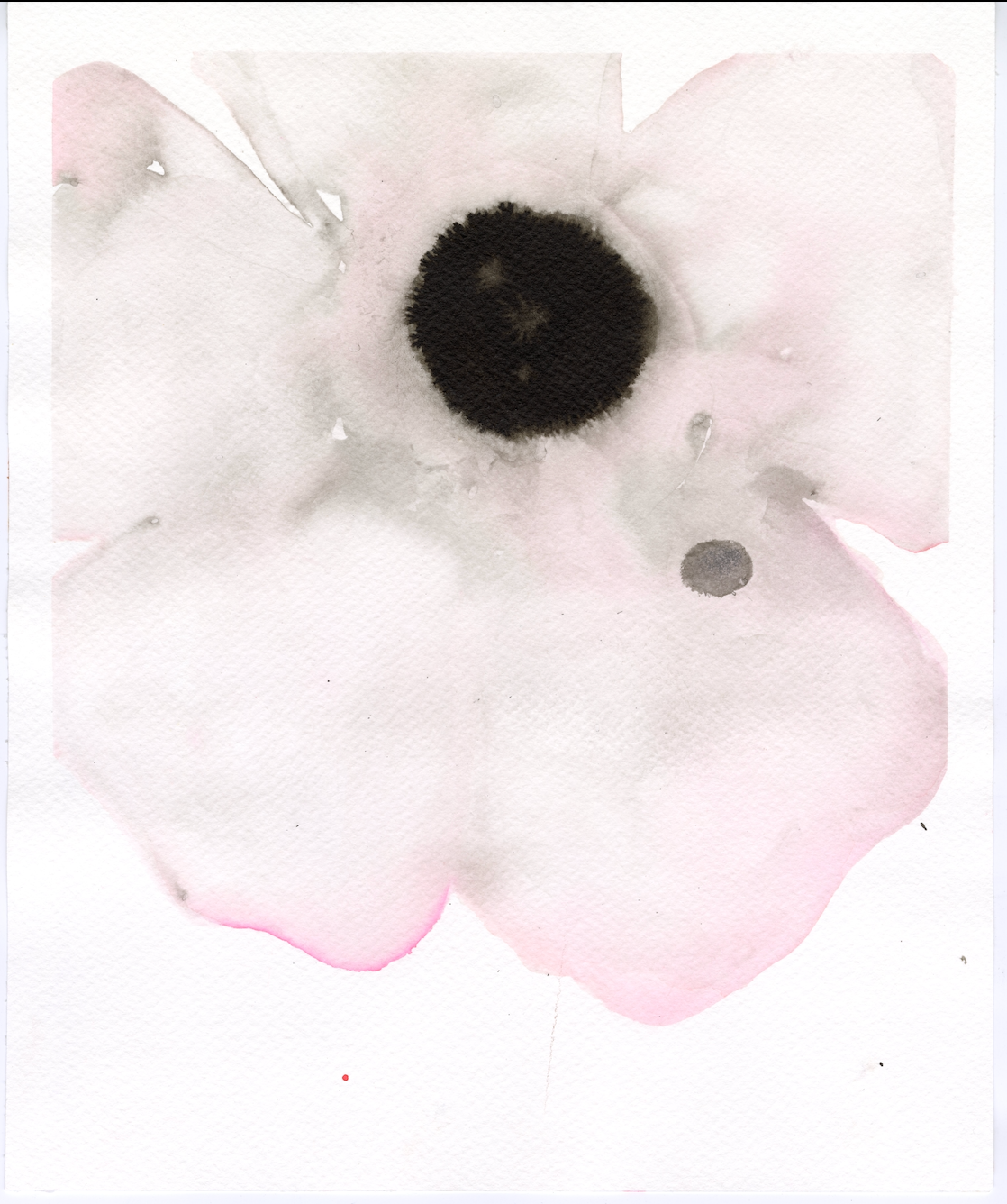 Single Pale Pink Anemone