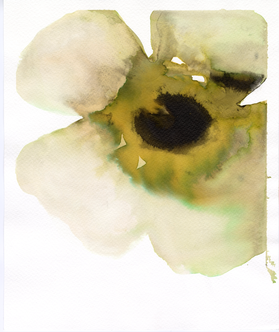 Single Greenish Anemone