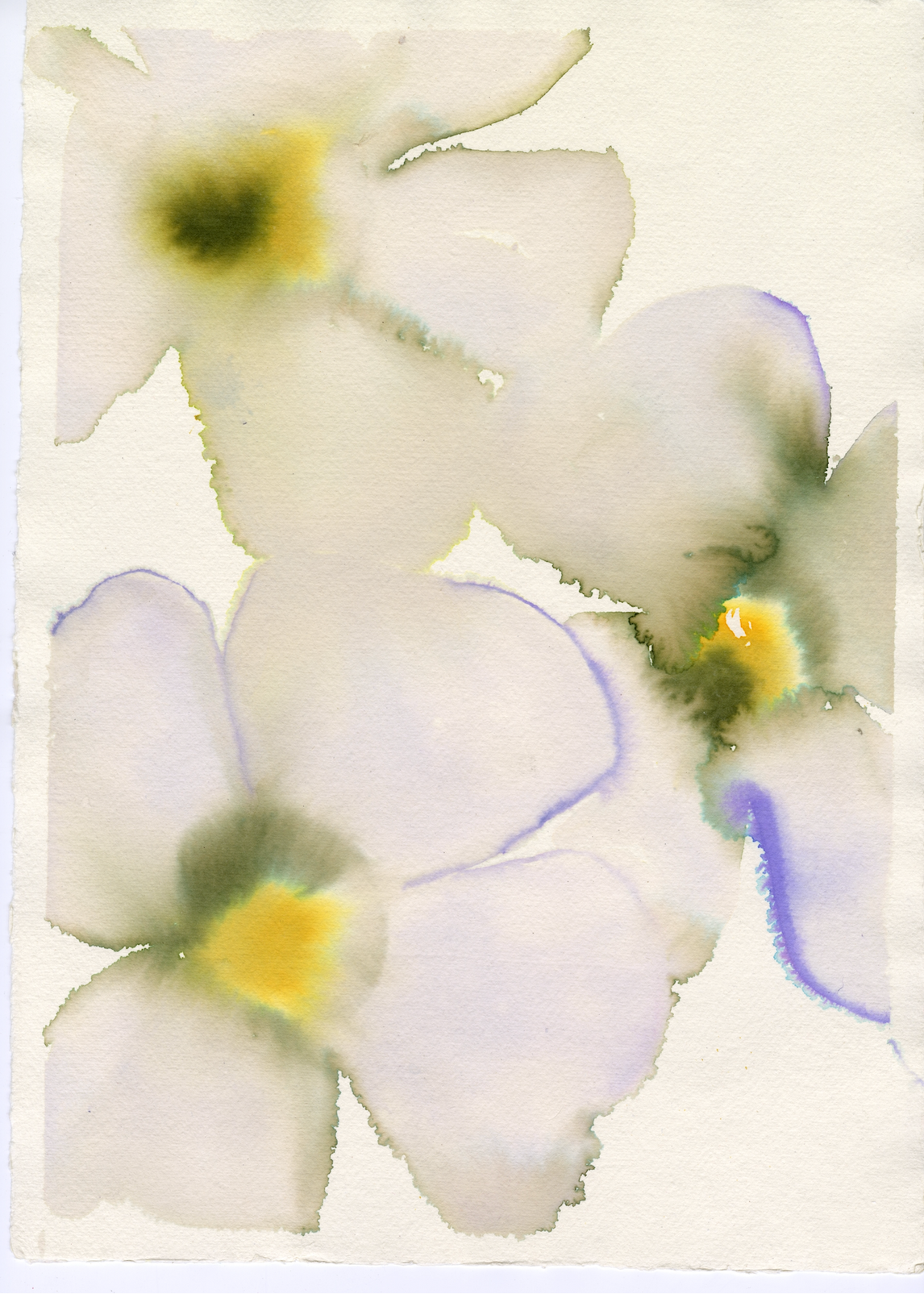Olive and Violet Pansies Multi
