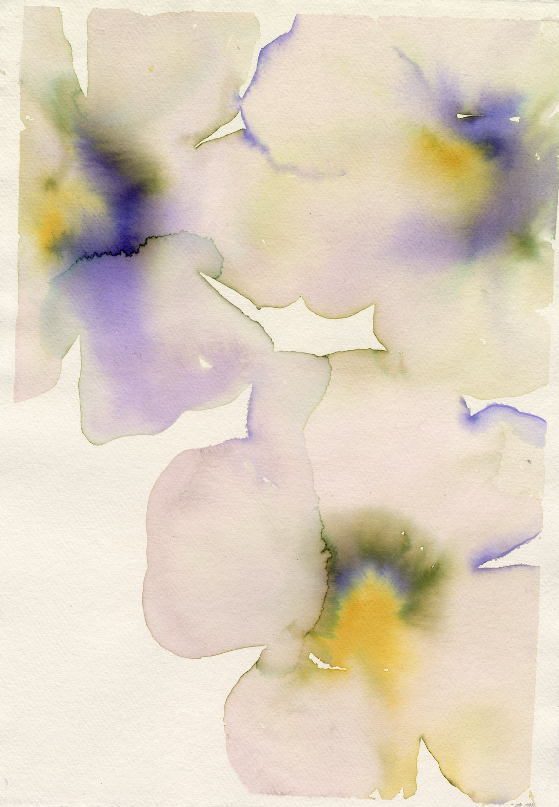 Violet Pansies Multi