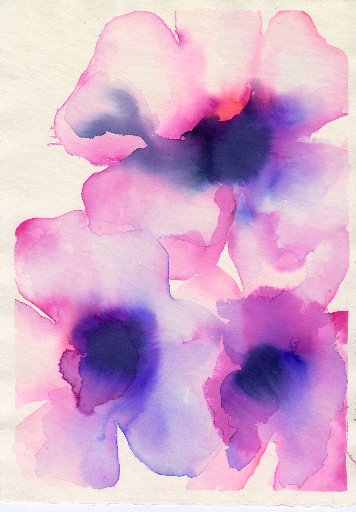 Deep Pink and Purple Anemones Multi