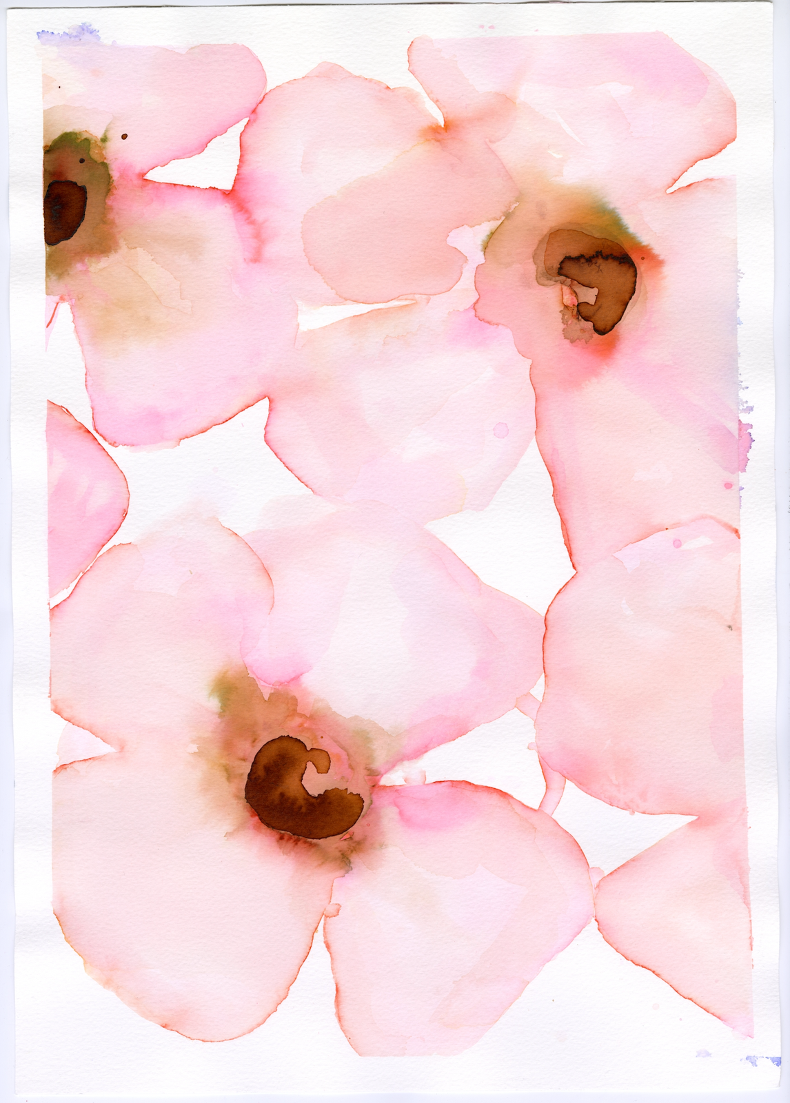 Pale Coral and Sienna Anemones Mult
