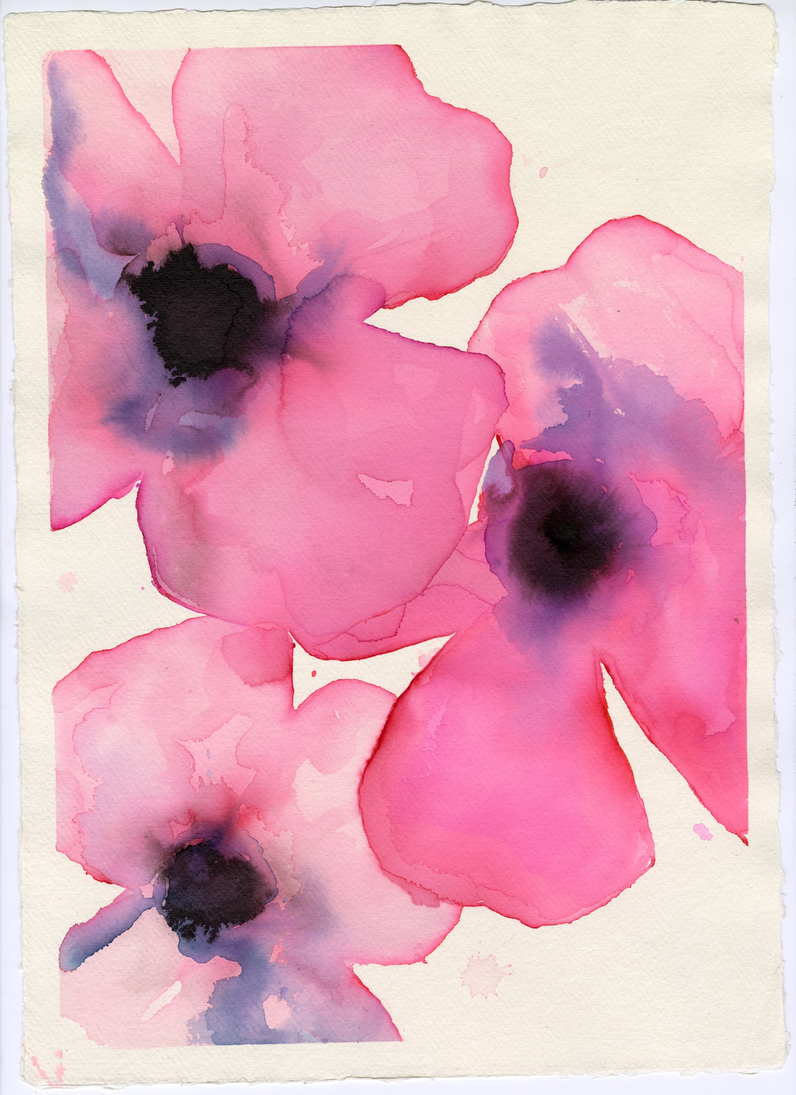 Deep Pink Anemones Multi