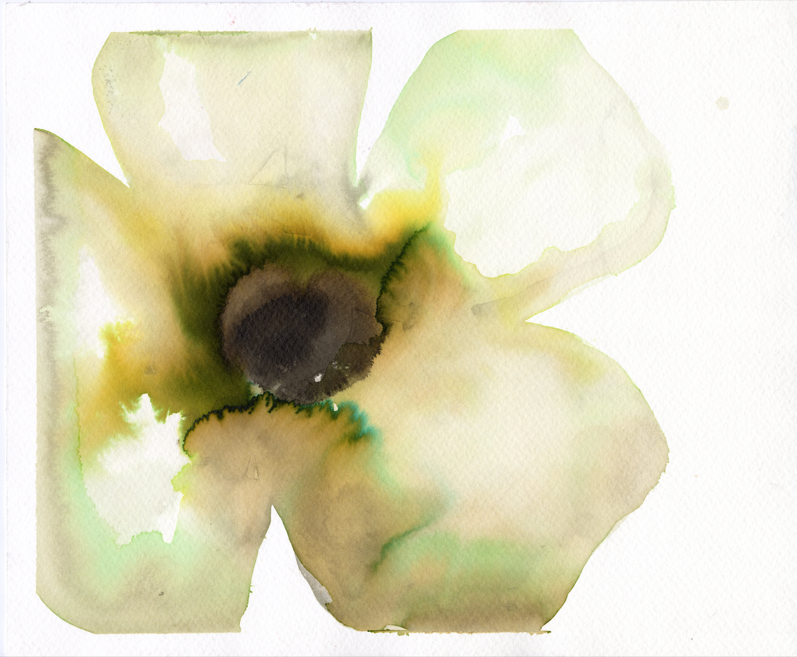 Single Yellowish Anemone