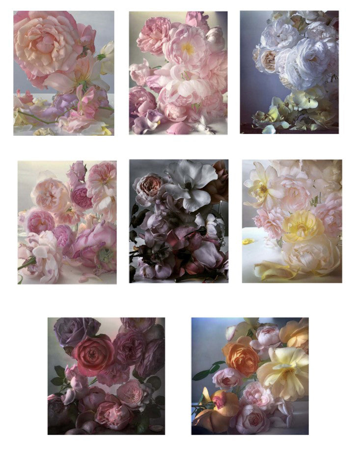 Nick Knight: Roses from my Garden Greetings Cards